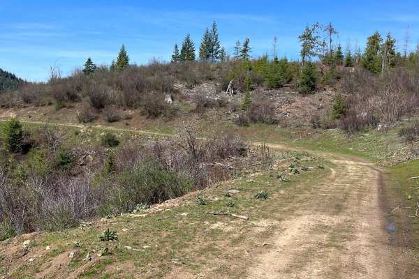 Bing Cherry Trail