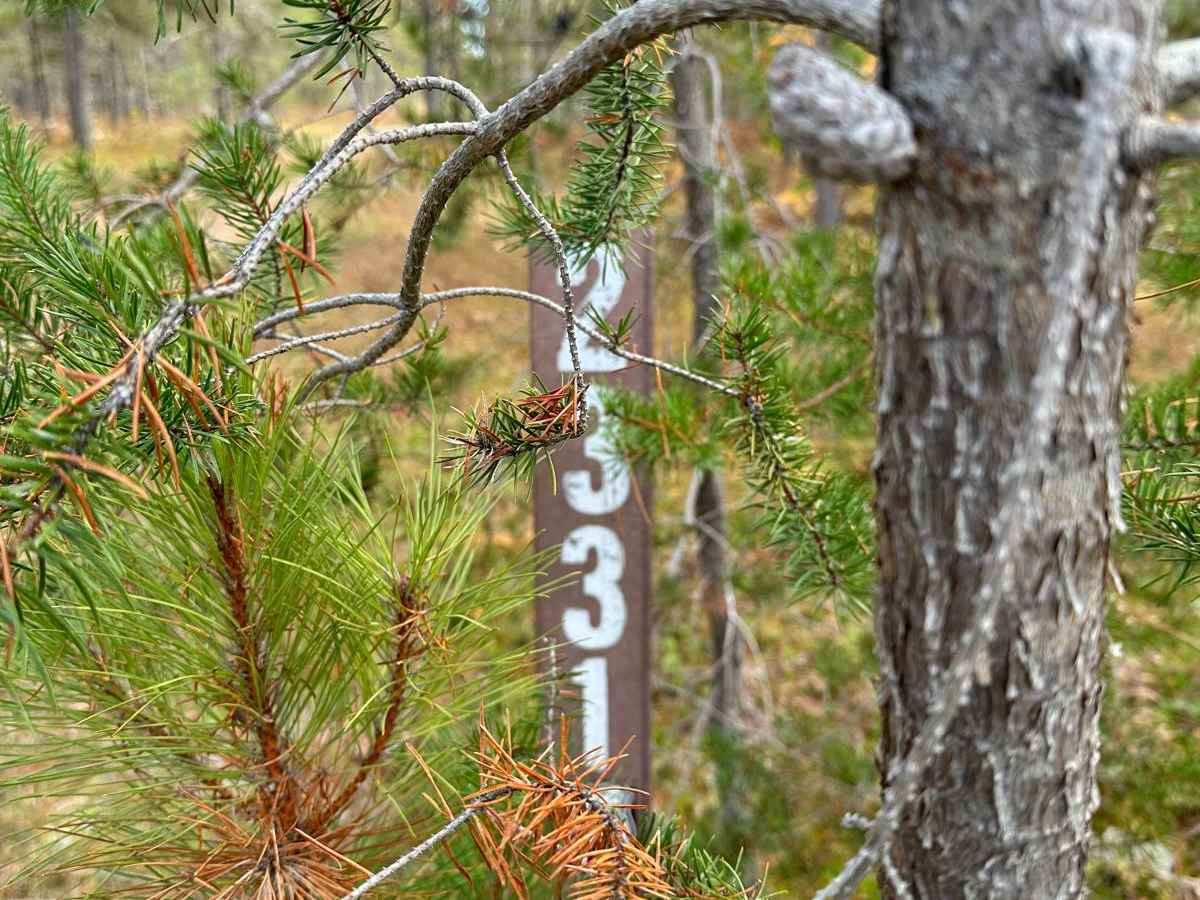 FS 2331 trail photo
