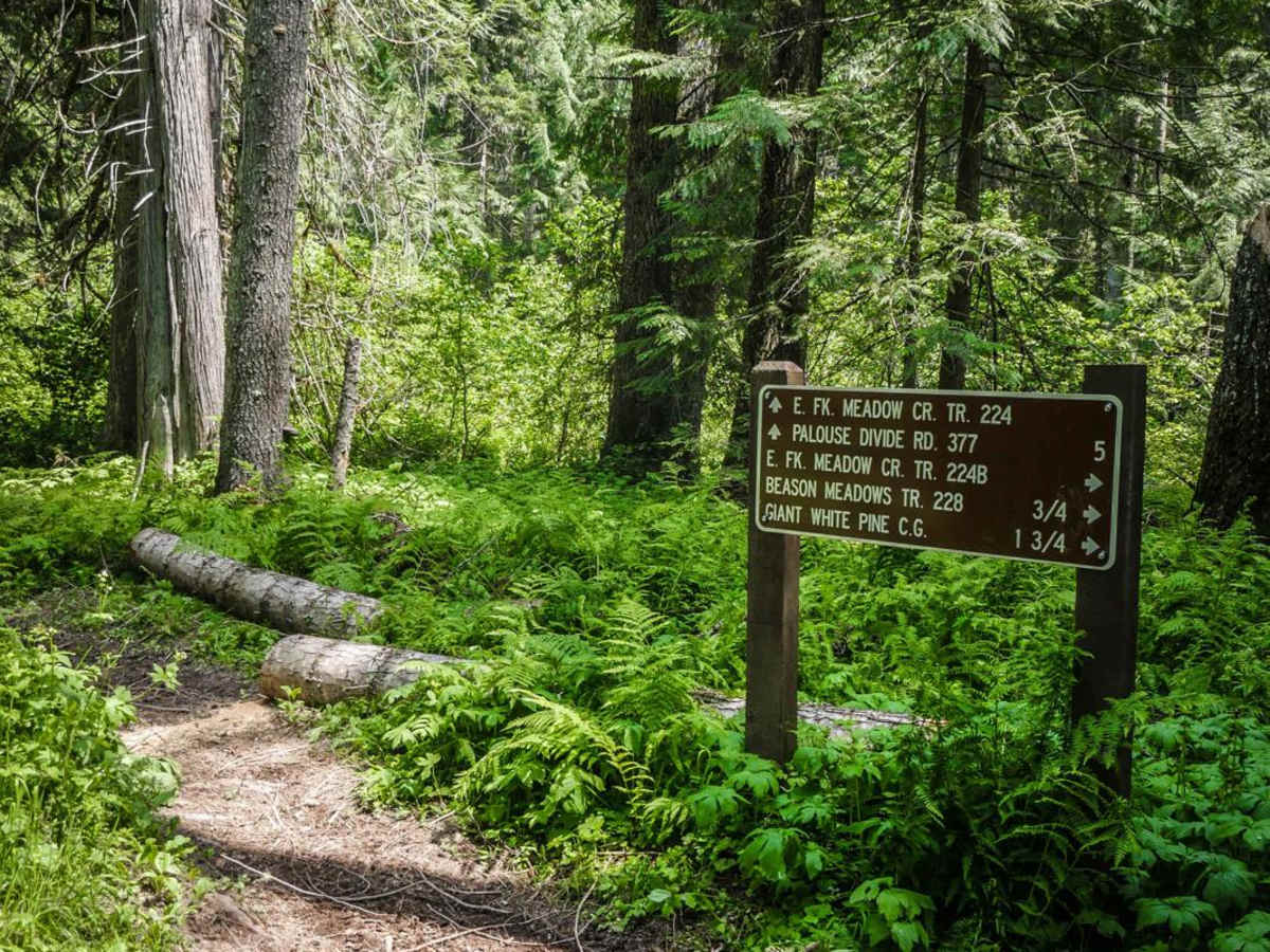East Fork Meadow Creek No. 224 (Part 1) photo 6