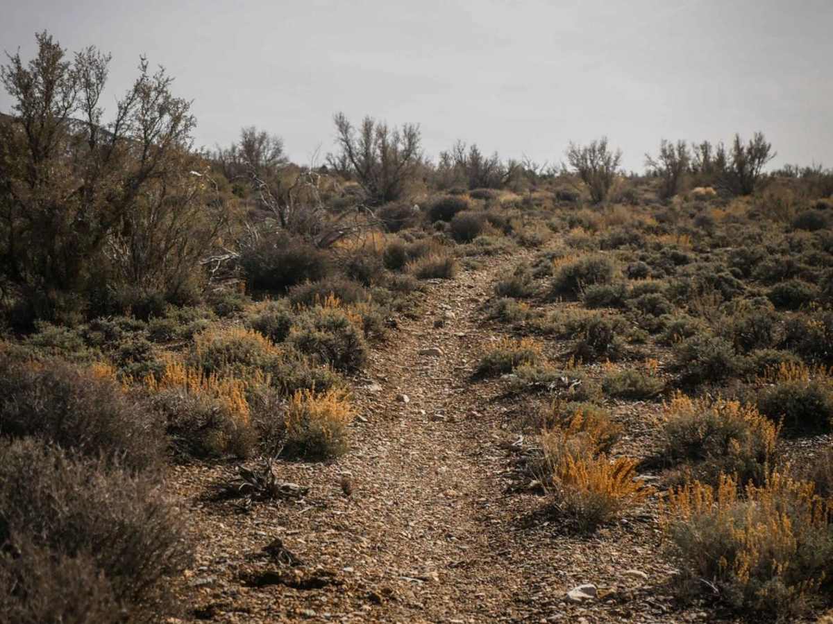 Joshua Tree Wash photo 4