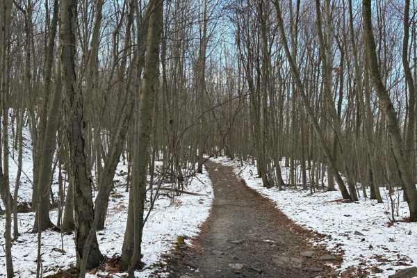 Locust Gap 52