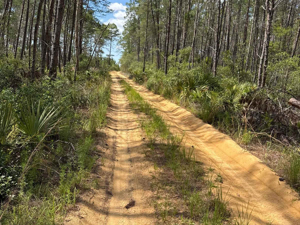 Ocala National Forest 40-15.7 trail photo
