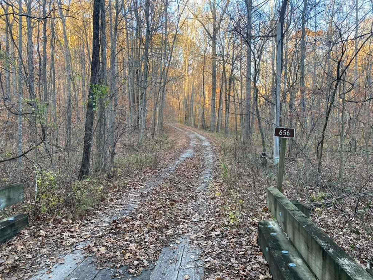 Honey School Road SFR 656/656C trail photo