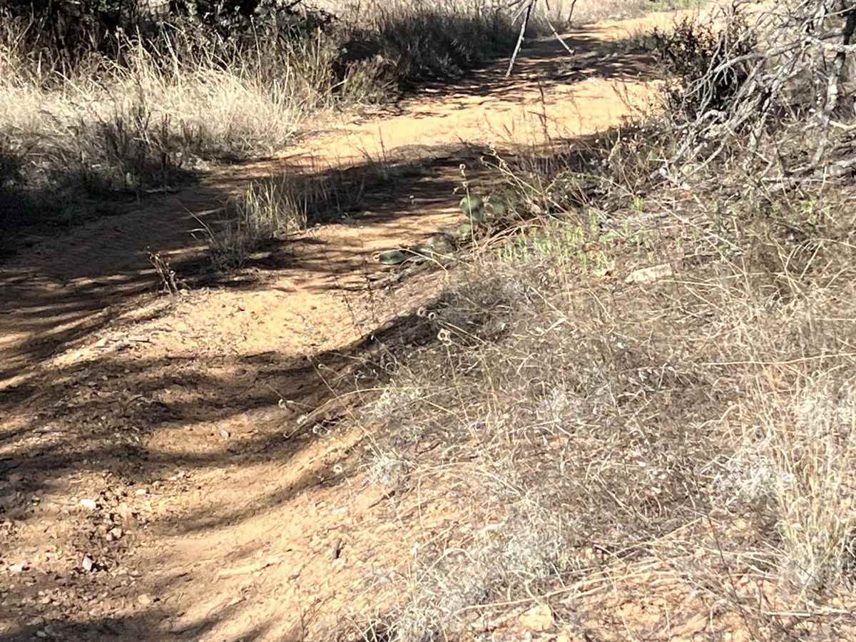 FS 4250 R for Ruts photo 5