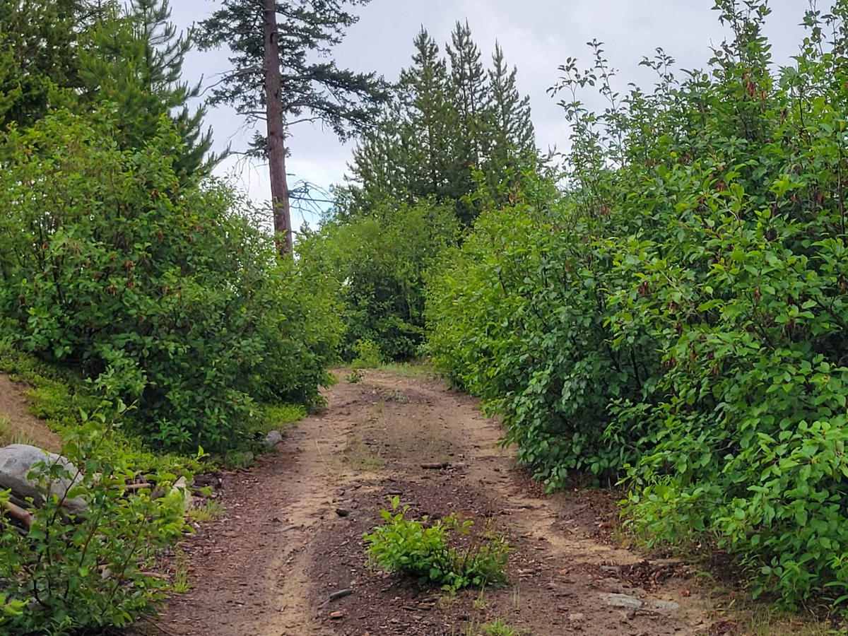 Forest Road 4235-100 photo 2