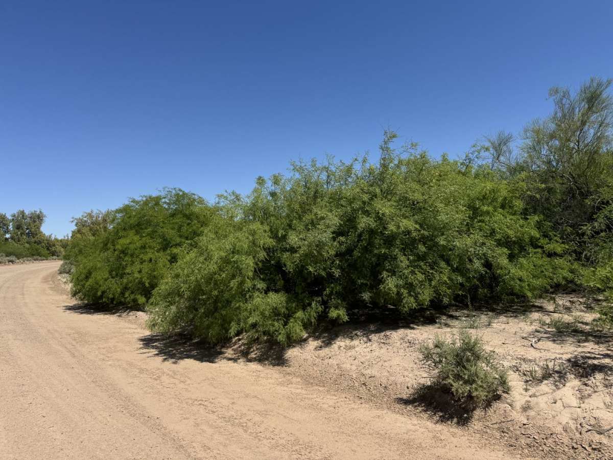 AZ Peace Trail Salome to Yuma photo 6