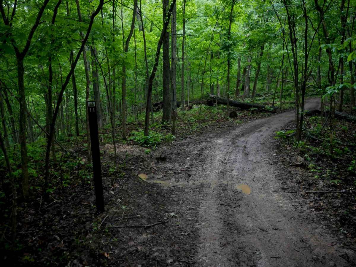 T11 trail photo