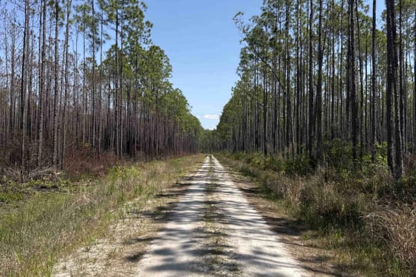 Bear Branch - Osceola NF 276