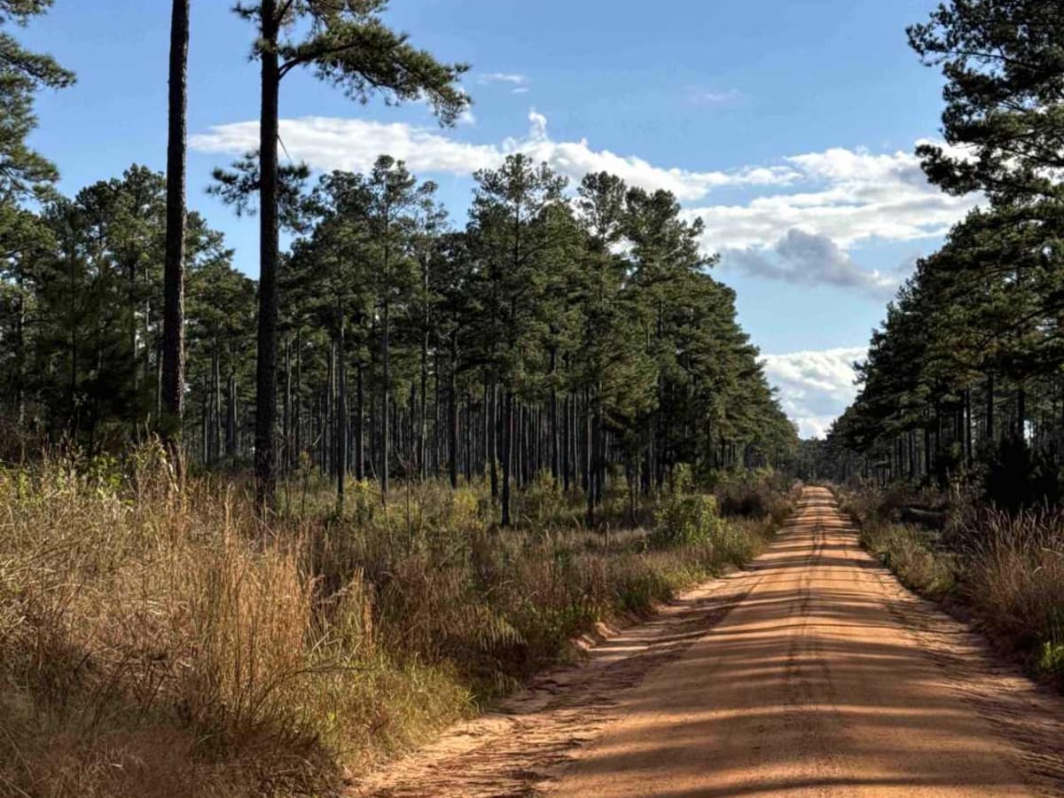 Chickasawhatchee Road photo 5