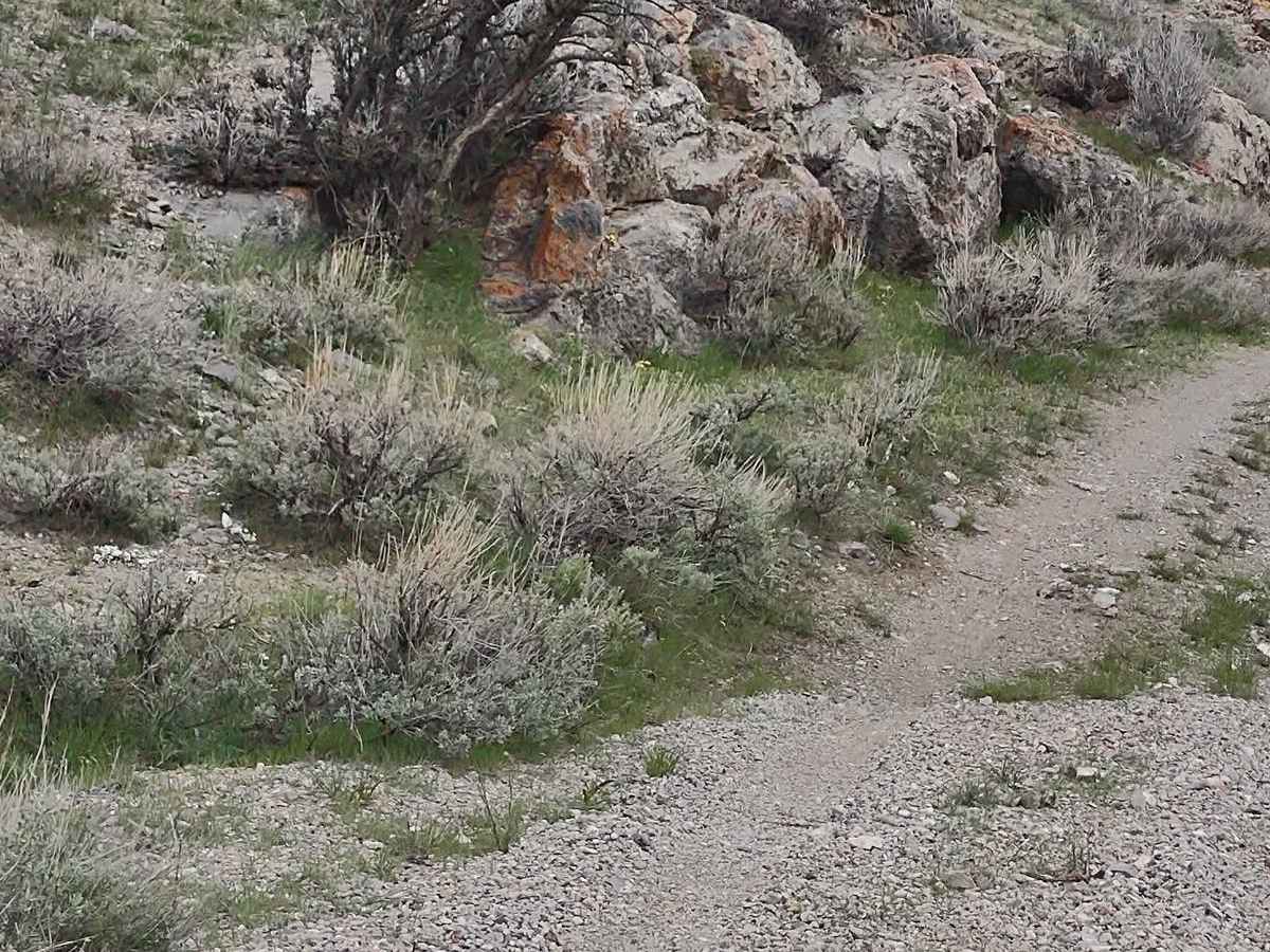 Hammond Canyon To Appendicitis Hill photo 5