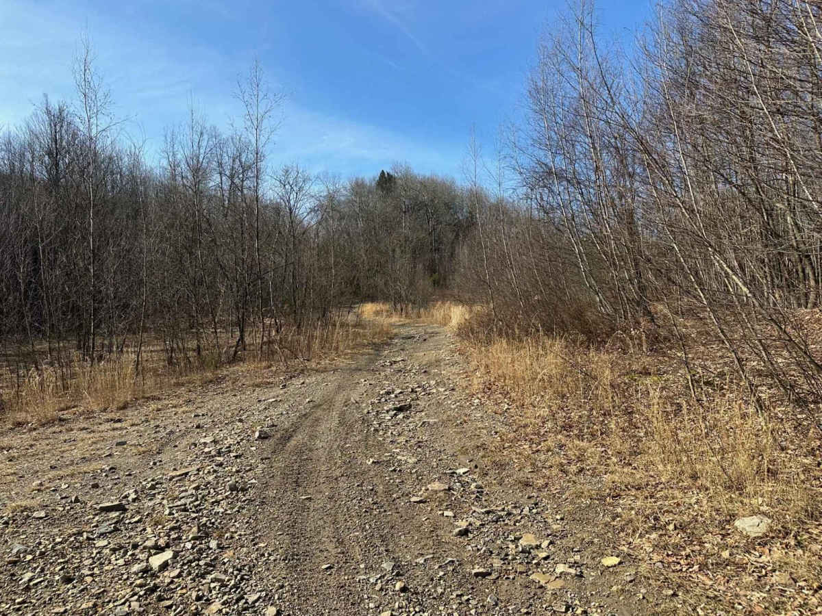 Locust Gap 40 photo 3