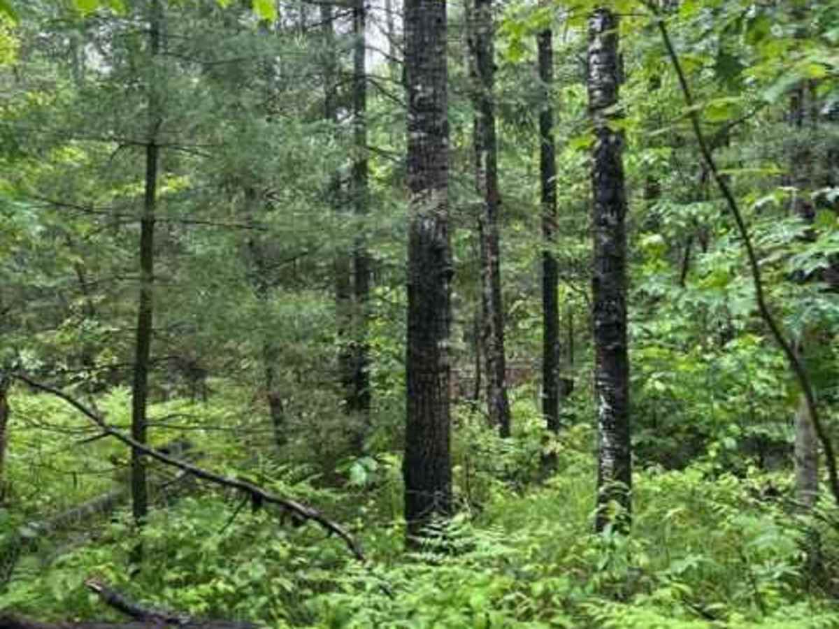 Forest Road 2614 photo 5