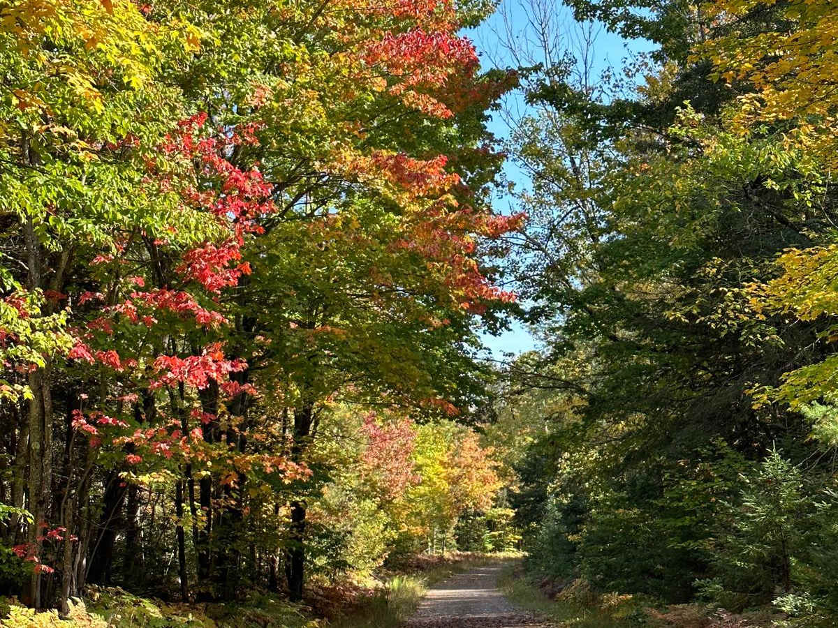 FS 2018 trail photo