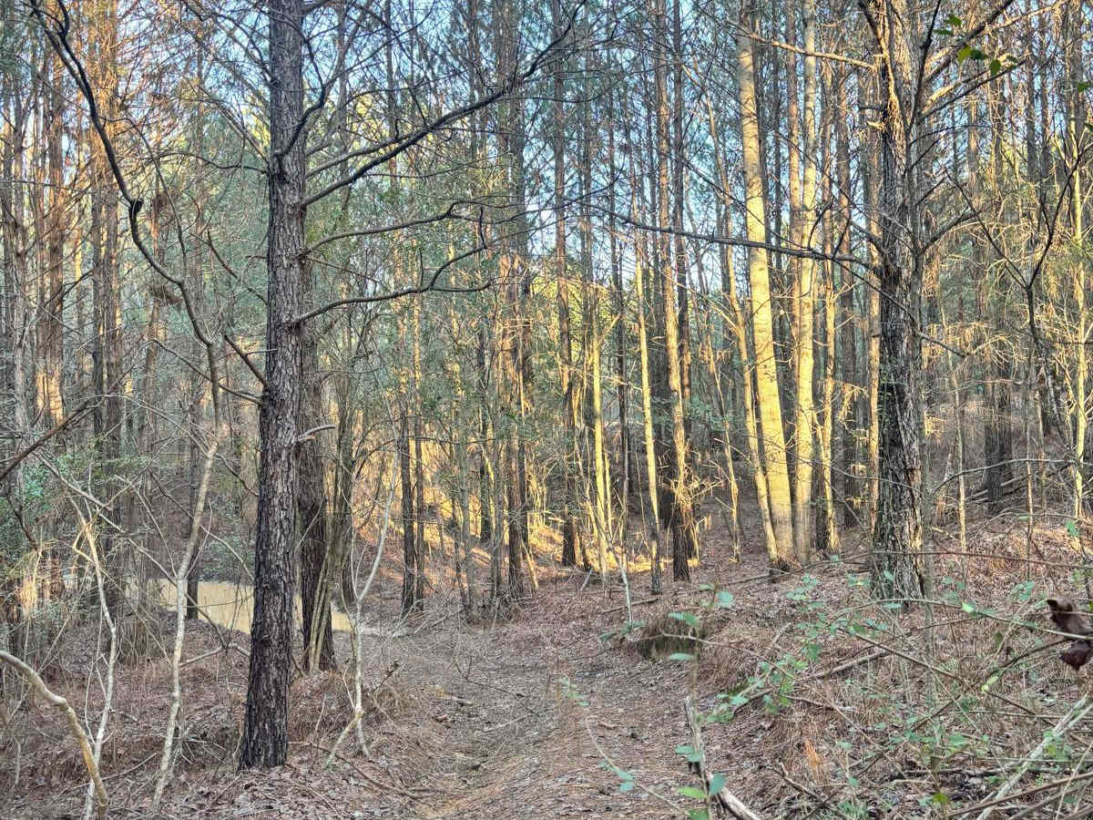 Spur Road trail photo
