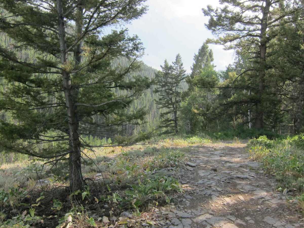 Hogsback Ridge trail photo