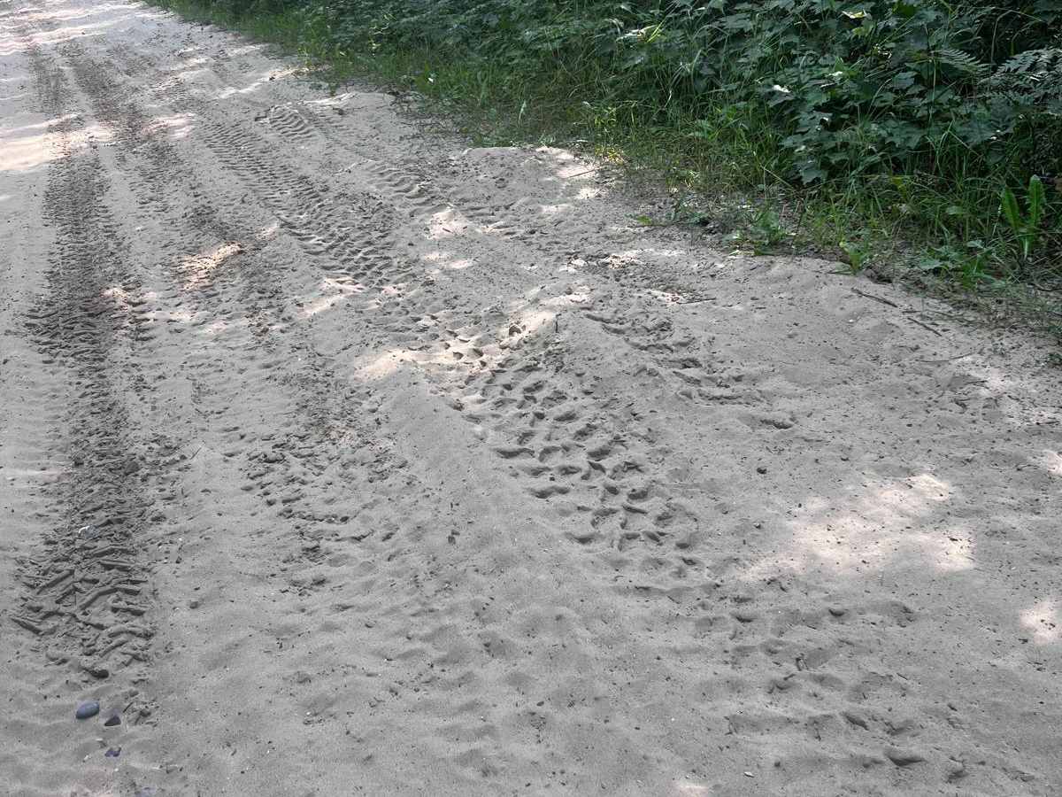 NFS 5412 trail photo