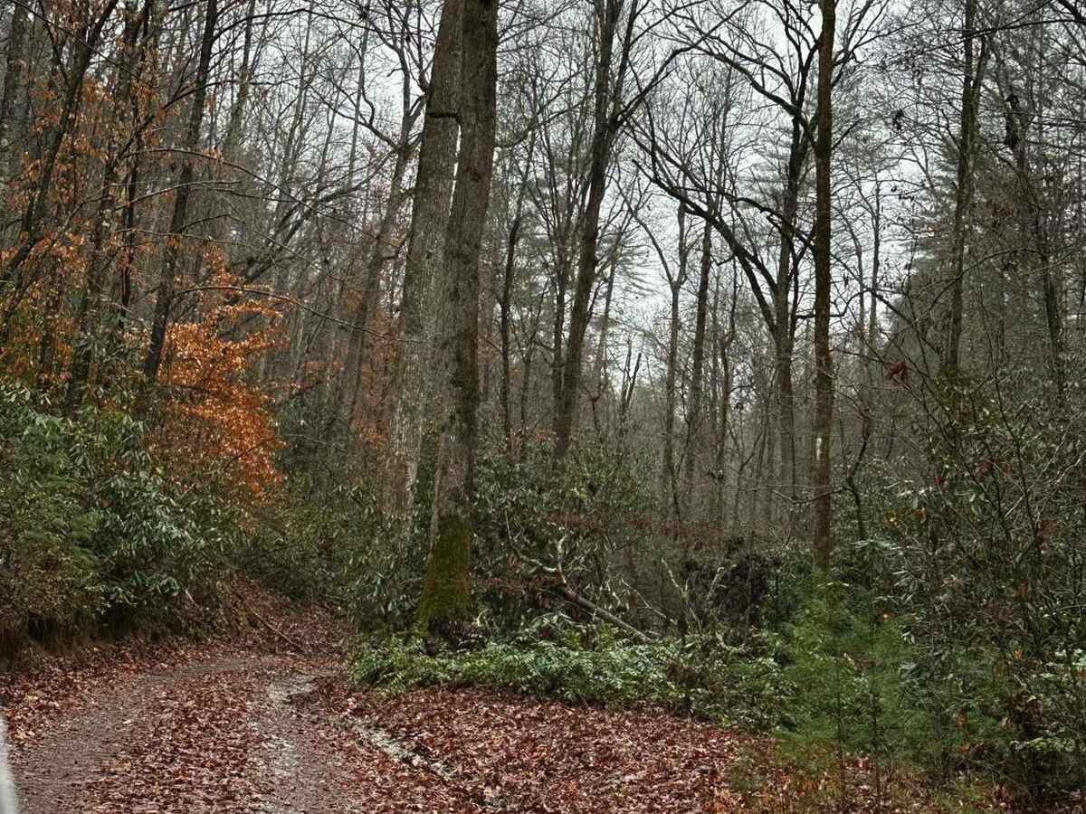 Falls Branch Road - FSR 2 trail photo