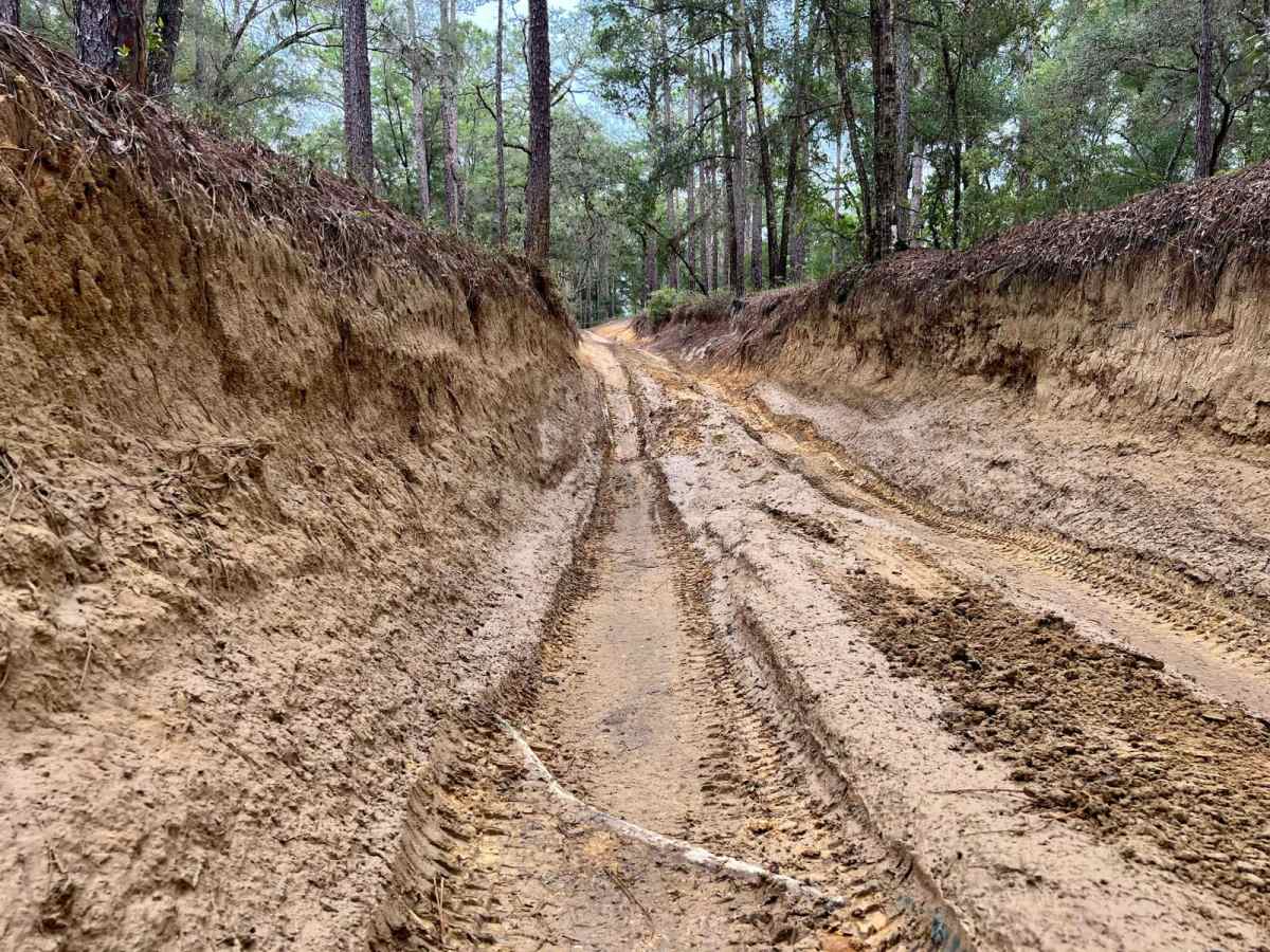Crooms Wildlife Management | Trail 7 photo 5