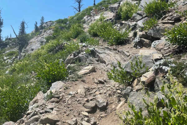 Grass Mountain Singletrack