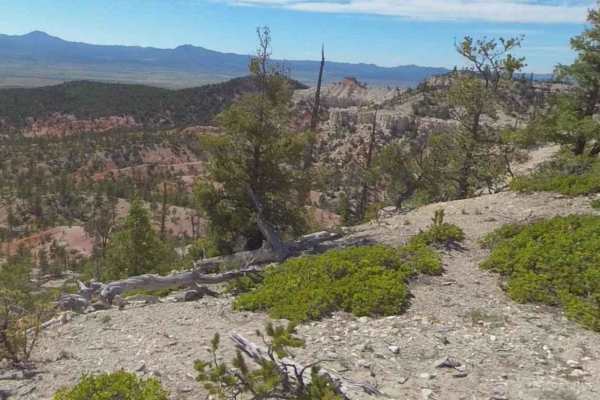 Peterson Point-NFR30697
