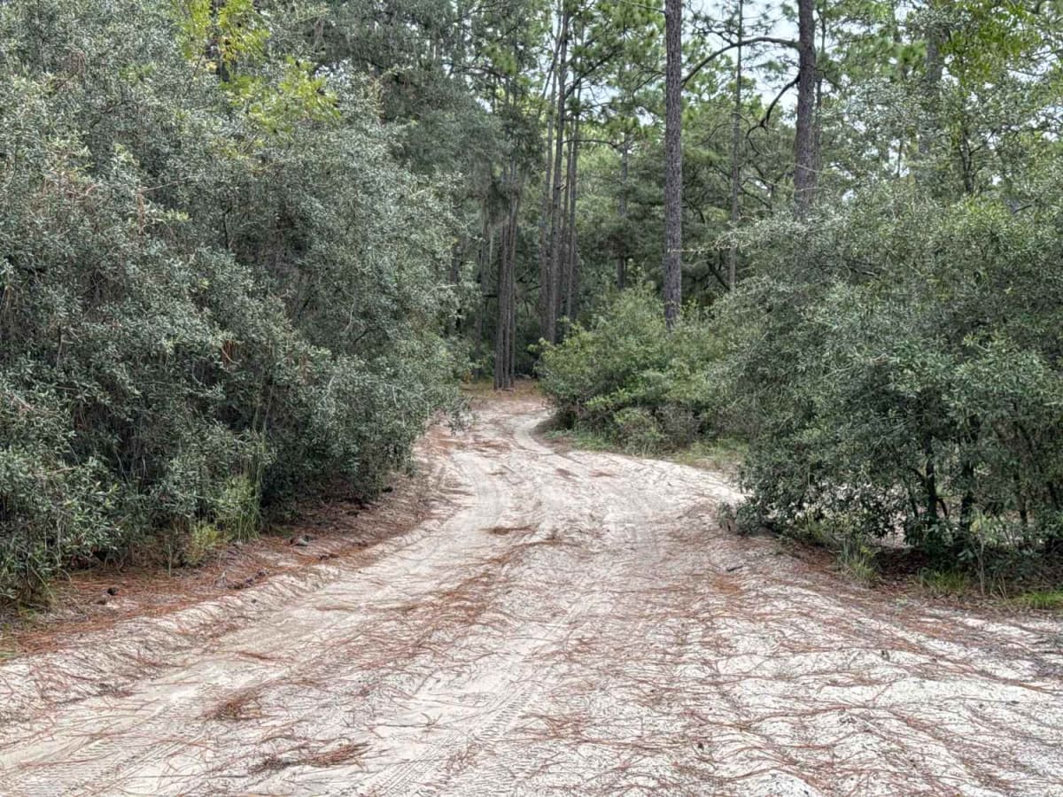 Ocala National Forest 24ST 3.2A2 photo 3