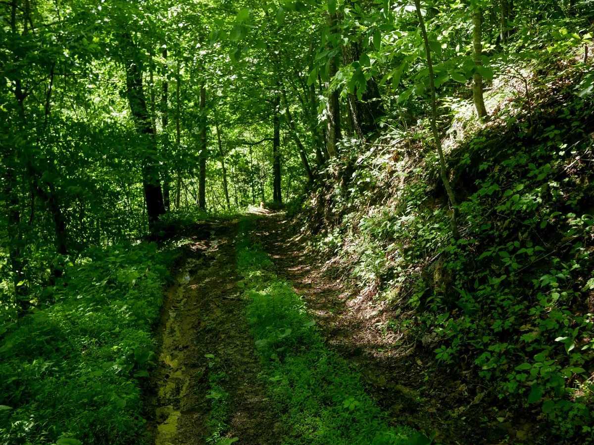 CC89 trail photo