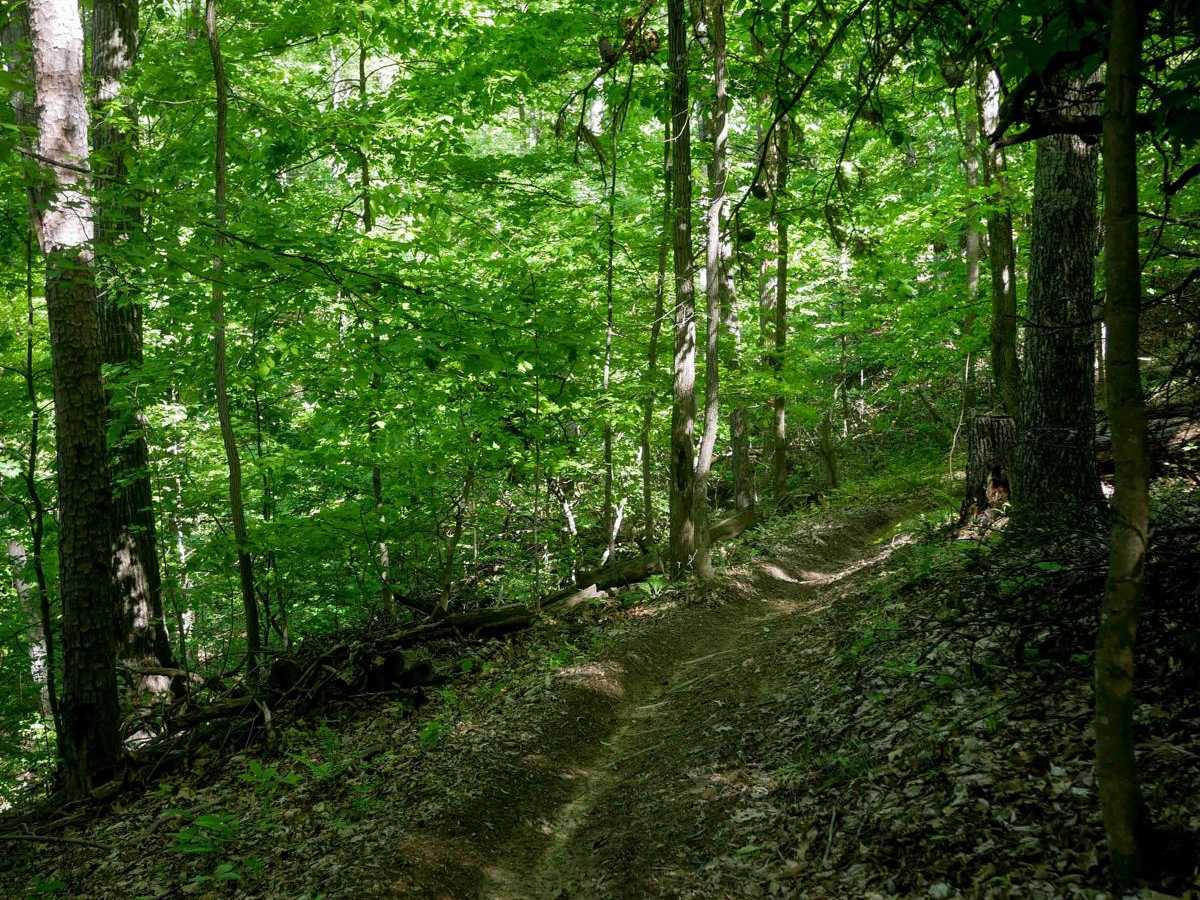 Single Track 1 photo 6