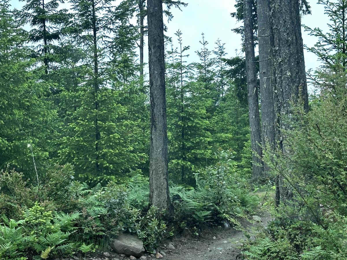 84 N Trail trail photo