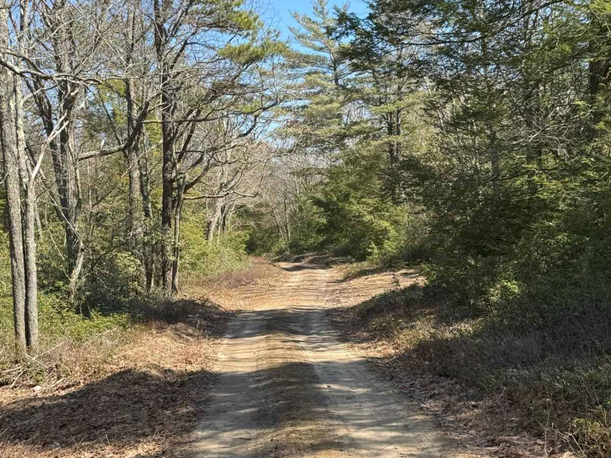 Boggs Ridge Road photo 5