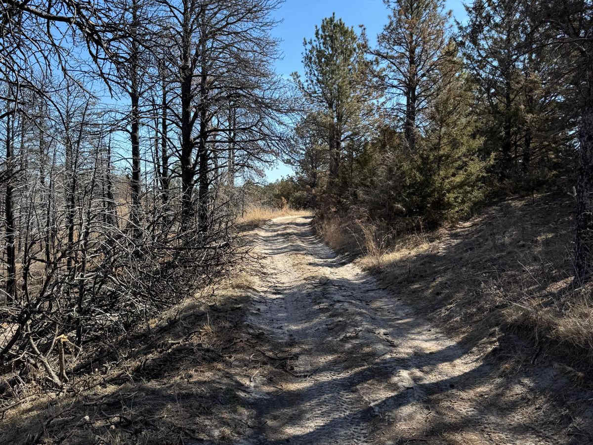 Forest Road 201-1 photo 2