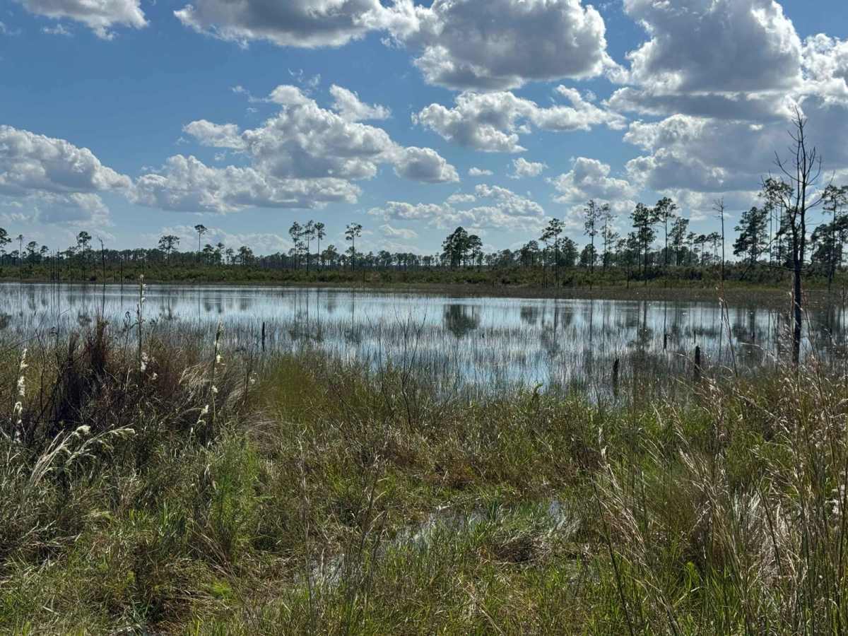 John T. Childers Road - ONF 53 photo 2
