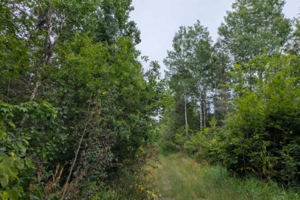 Whyte Road