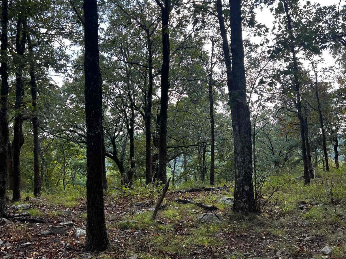 Bill's Branch Road photo 2