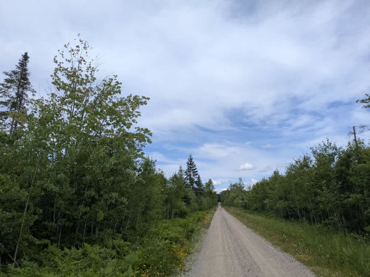 FS 273 trail photo