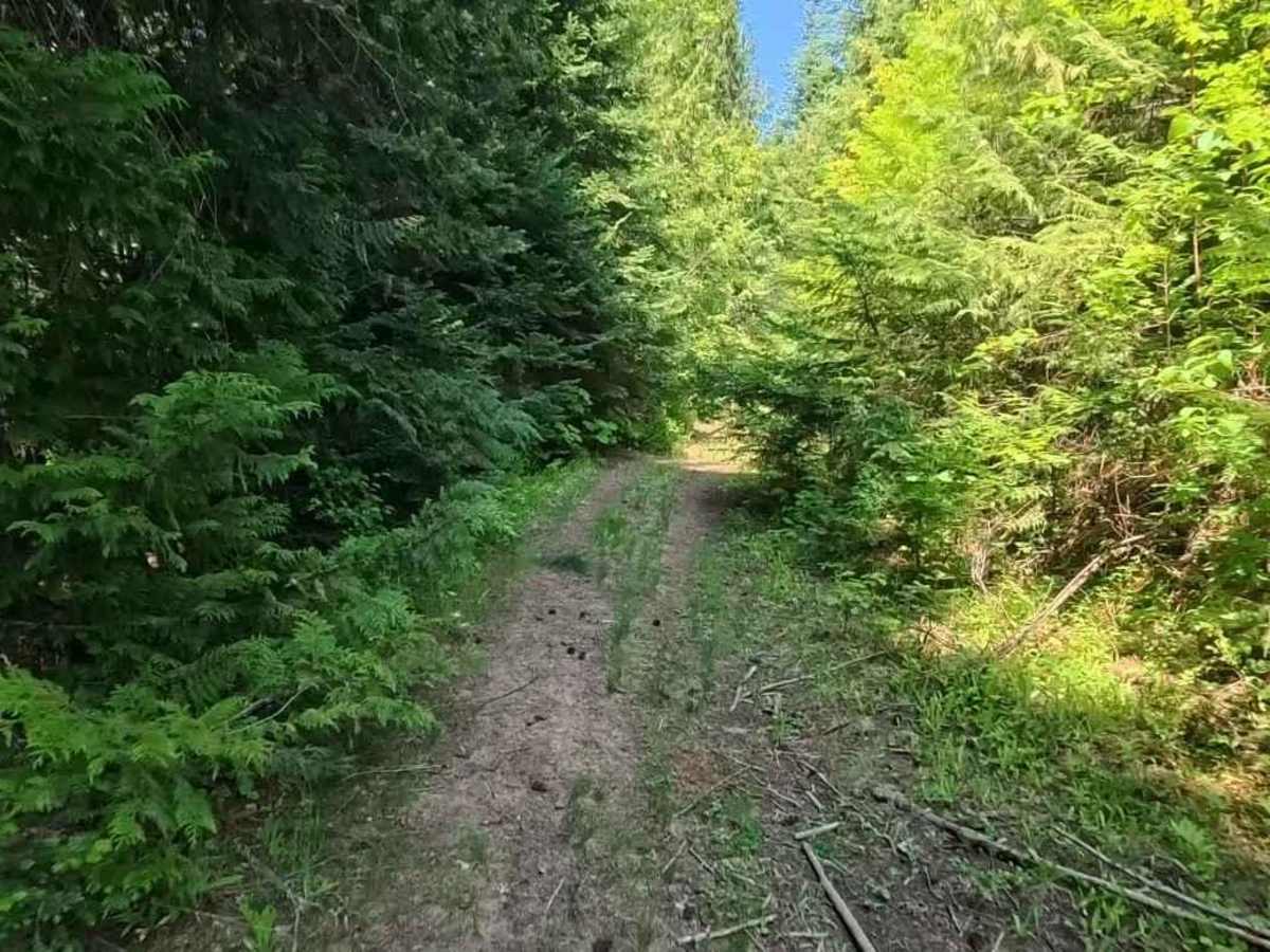 Coon Creek Trail (FDR 3300) photo 4