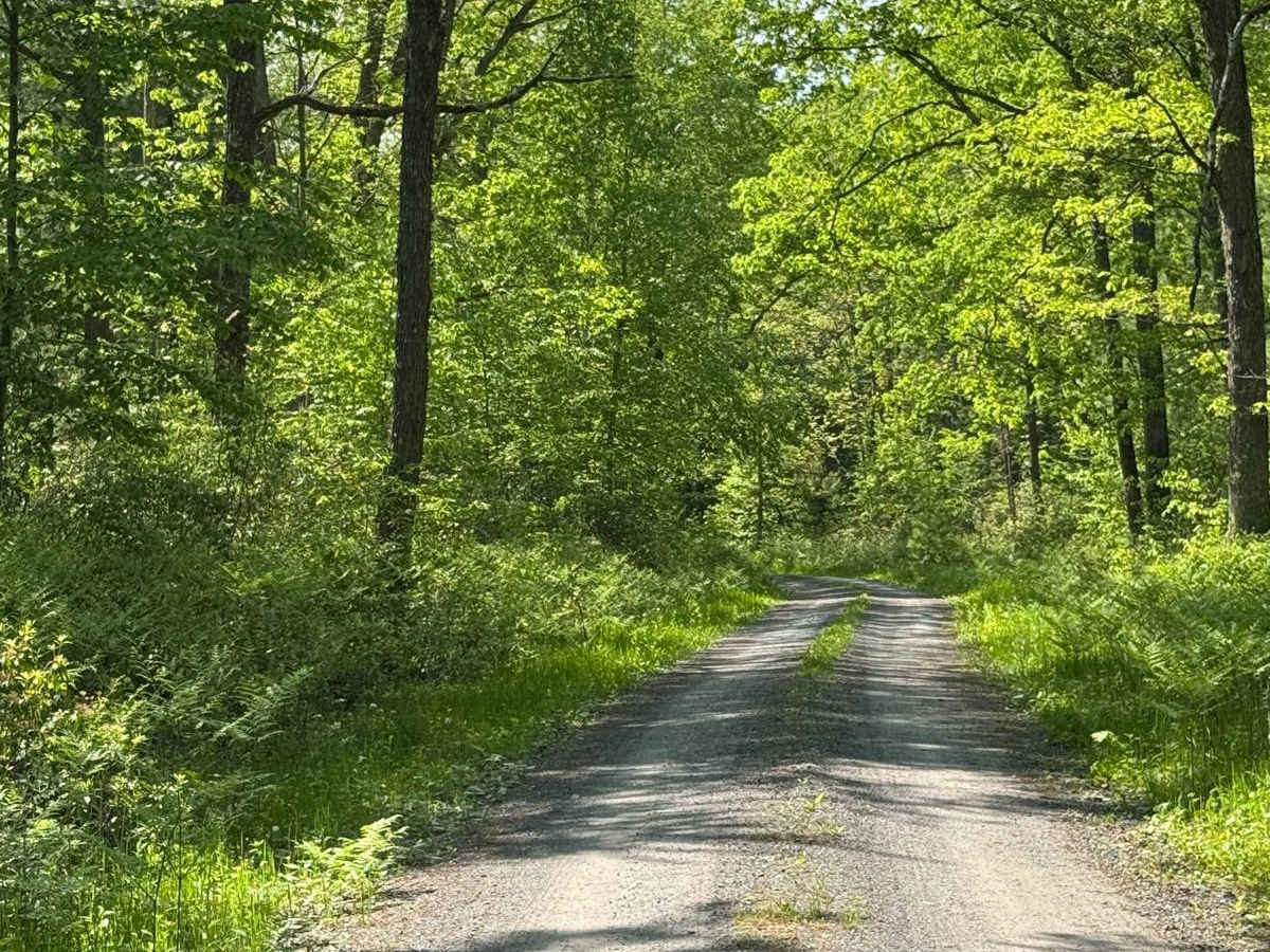Seven Mile Road photo 3