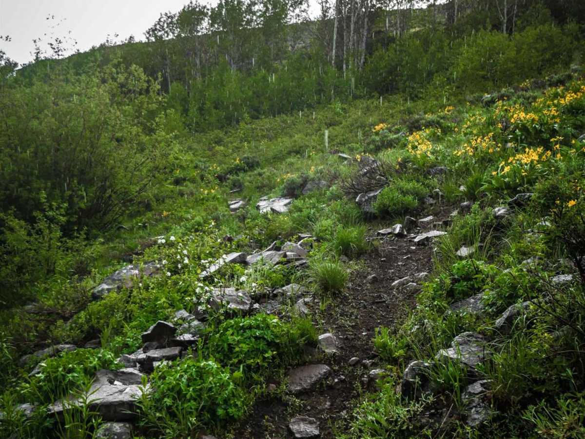 Middle Fork Shoshone Creek Spur photo 6