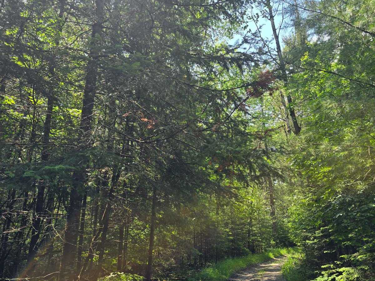 Brush - FS4479 trail photo