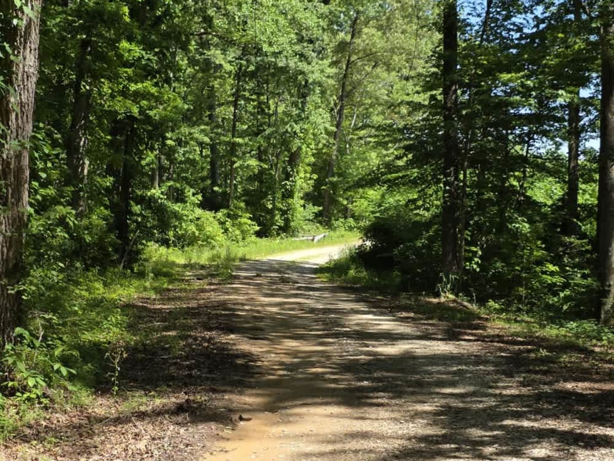Cub Lake Trail photo 3