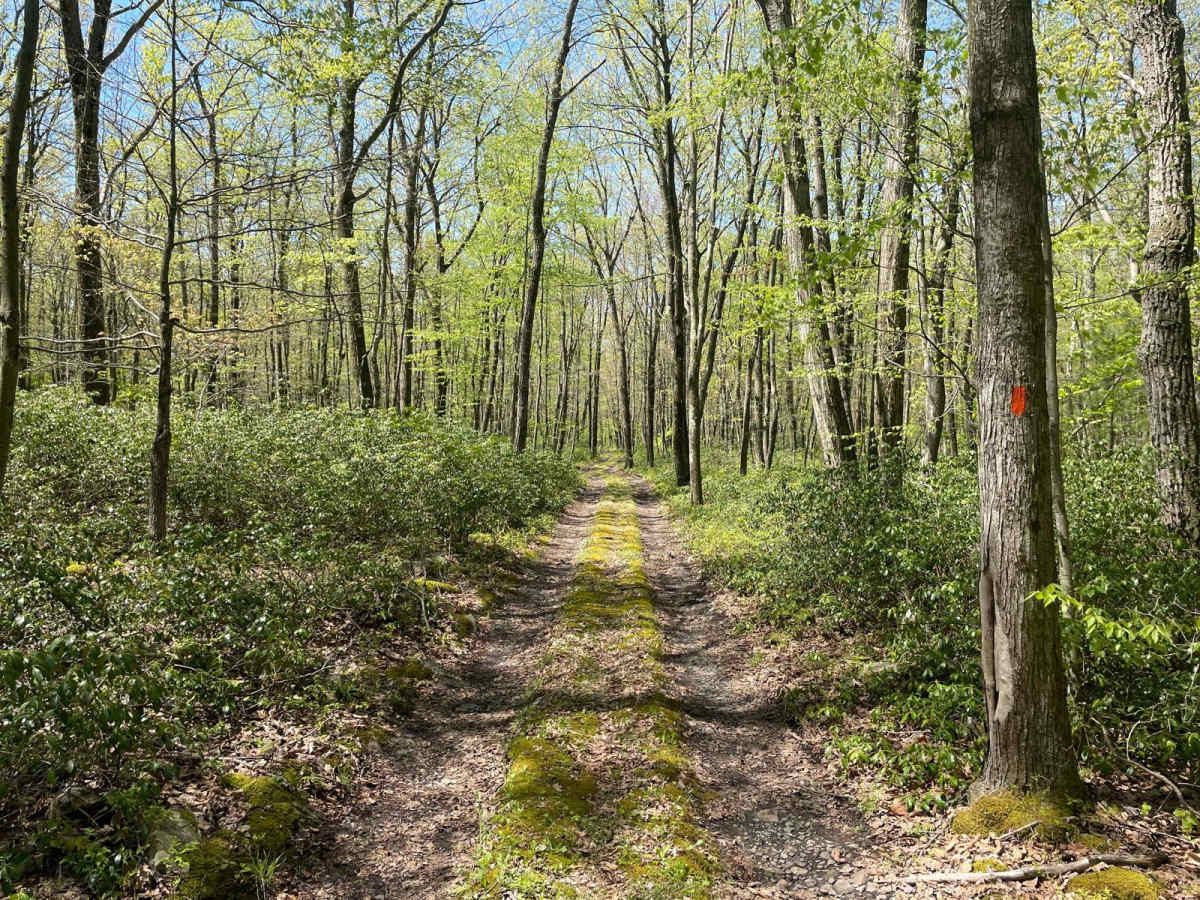 Green's Valley Trail photo 2