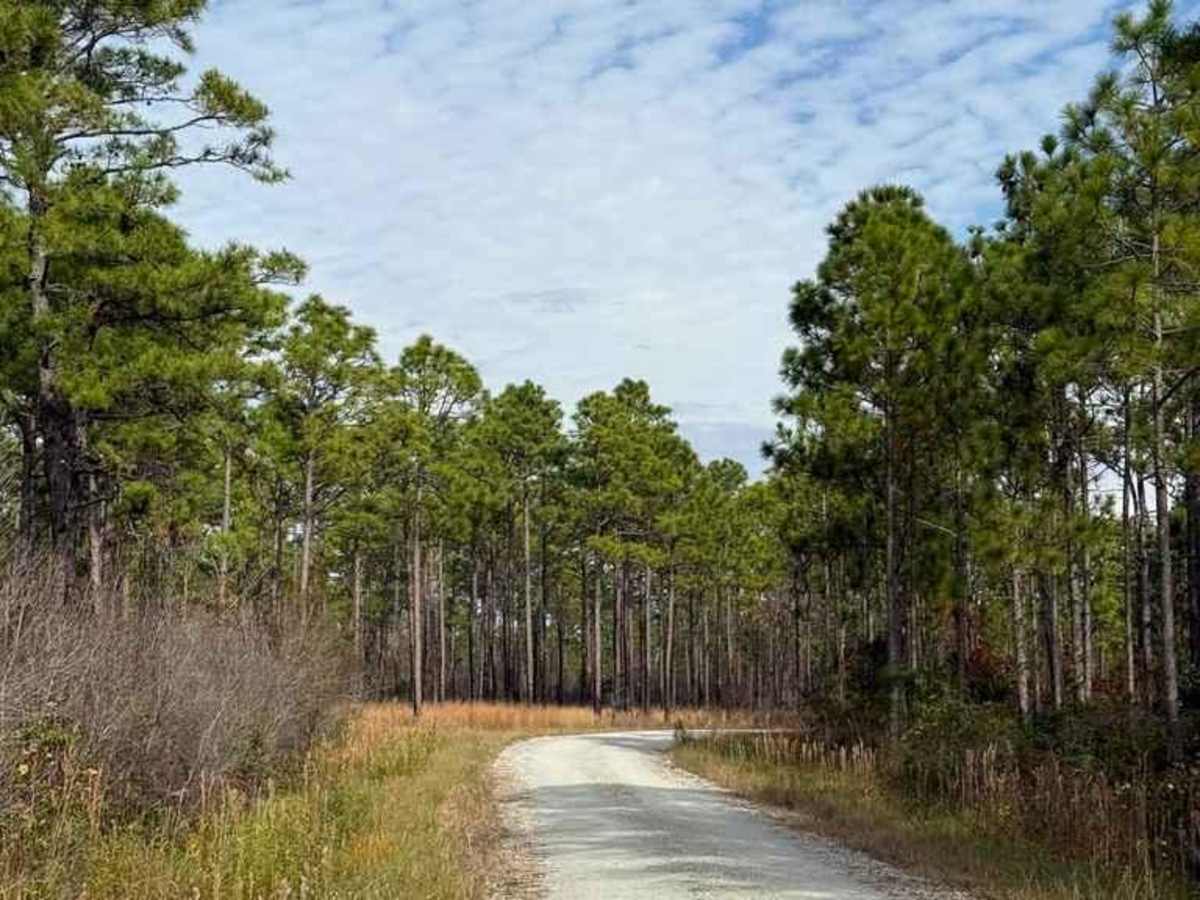 Bogue Road trail photo