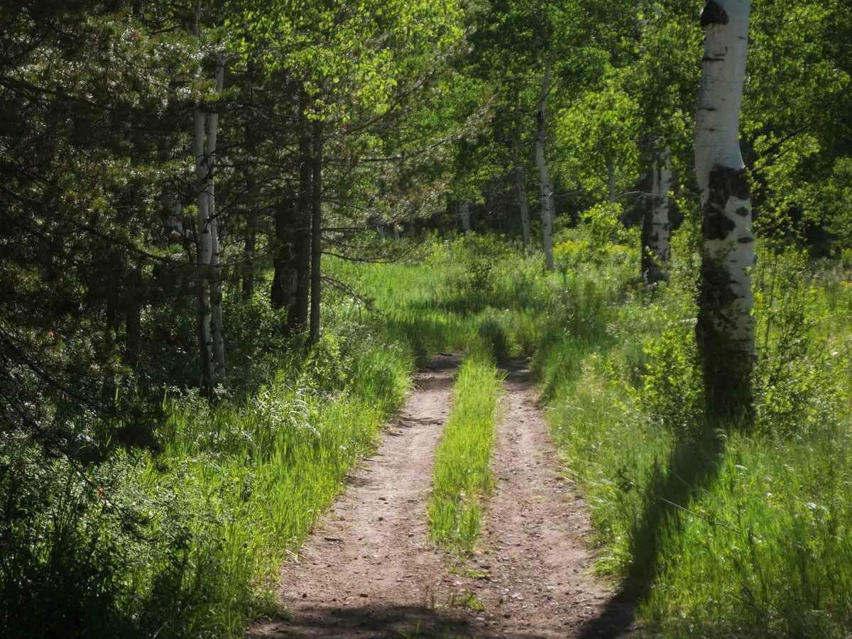Pritchert Springs West #5213  trail photo