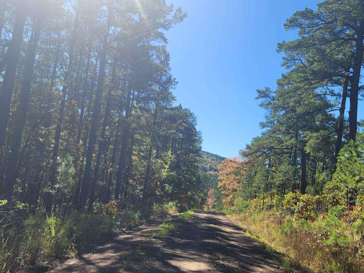 Walker Mountain trail photo