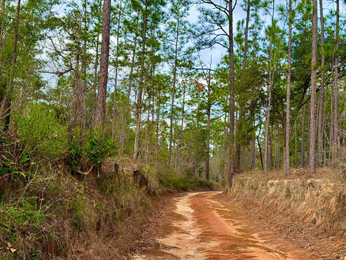 Florida State F61 photo 6