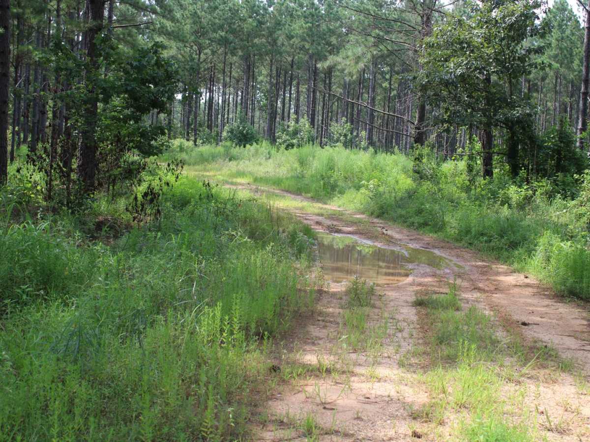 Hempstead Road 421 trail photo