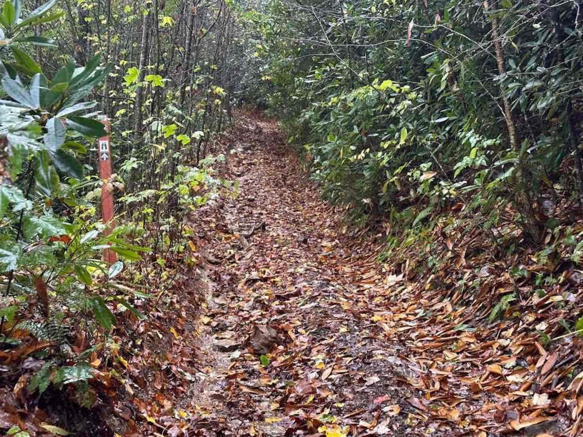 72 Black trail photo