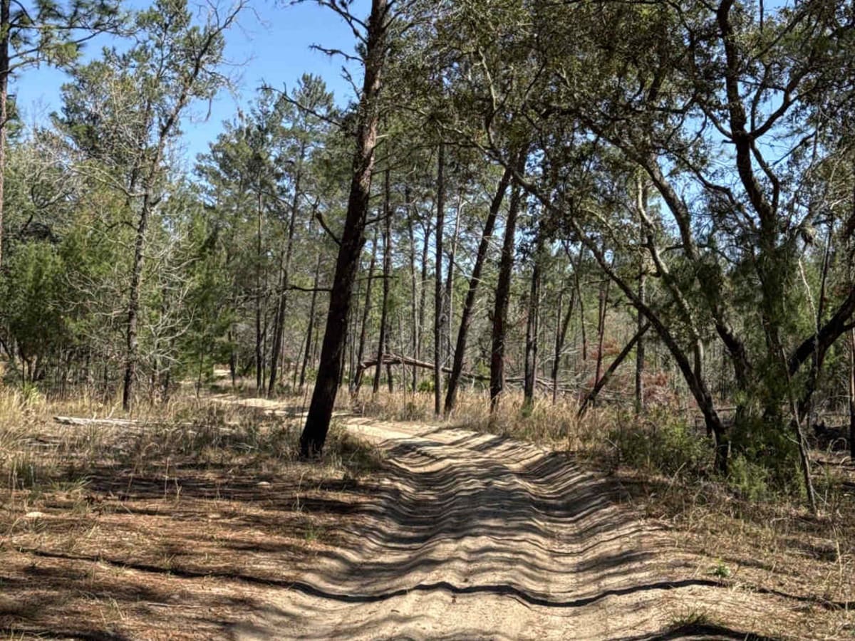 Ocala National Forest Road 8 photo 4