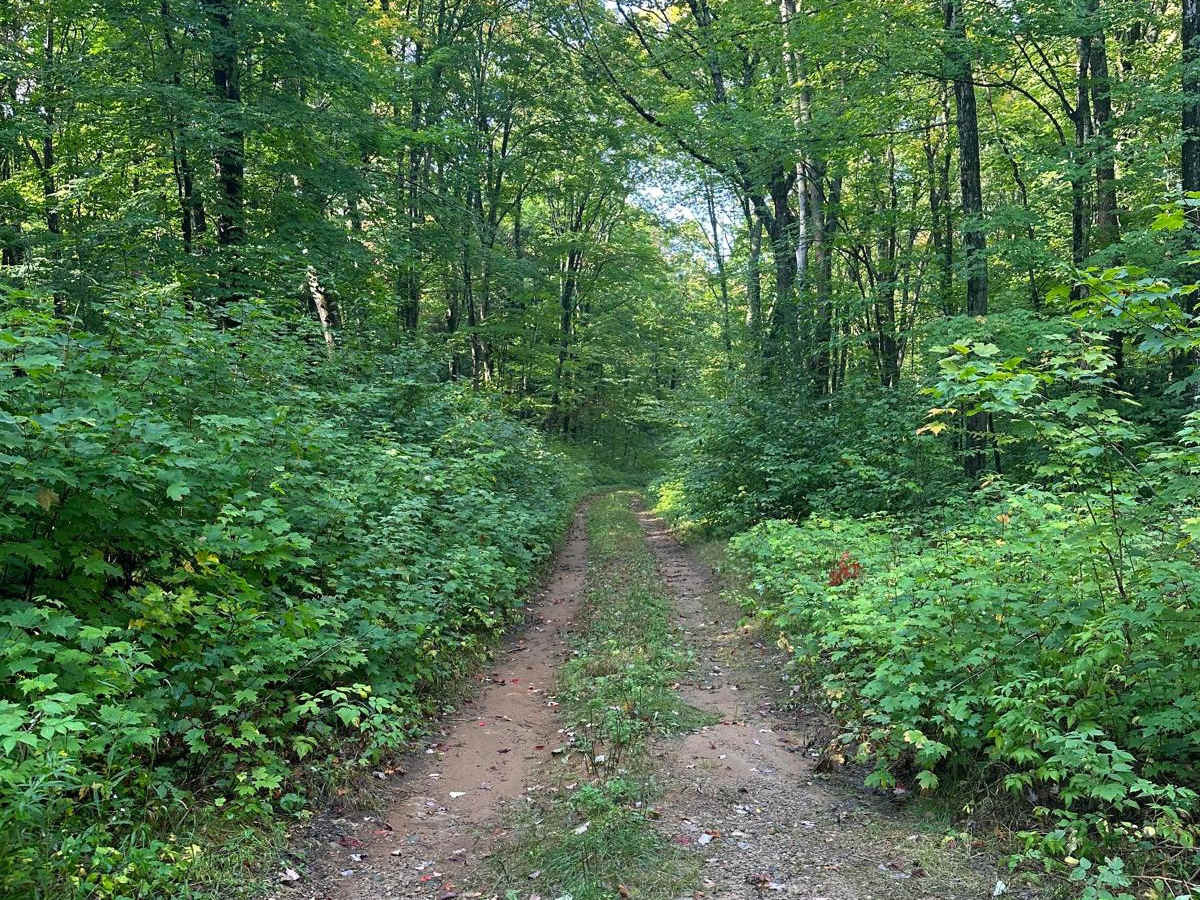 FS 2593 trail photo