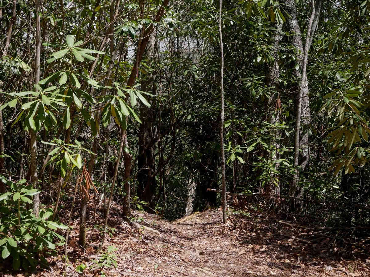 Buzz Kill Hill trail photo