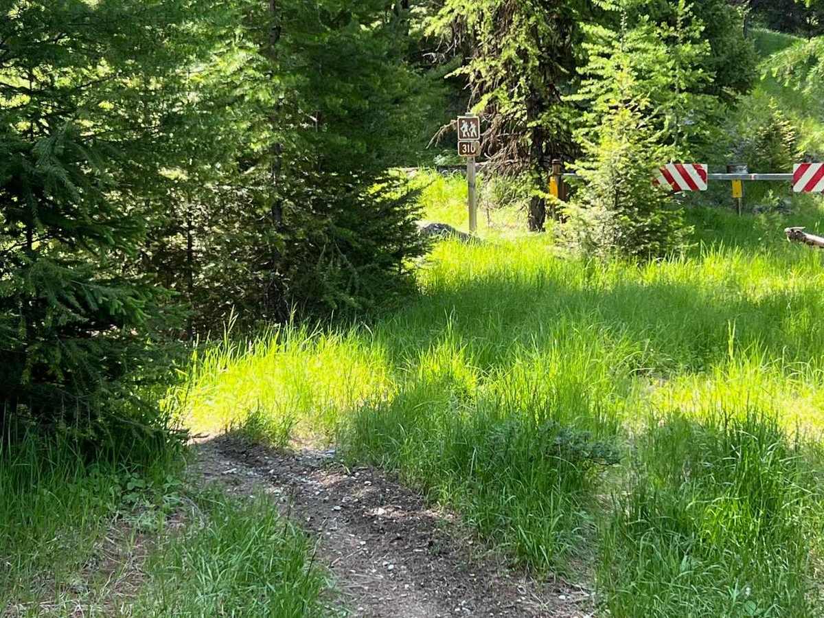 Ashley Mountain trail photo